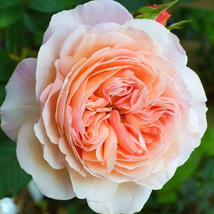 Роза английская Чарльз Остин